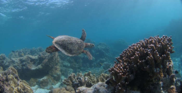 Aldabra - Byl jednou jeden ostrov (foto: Falcon)