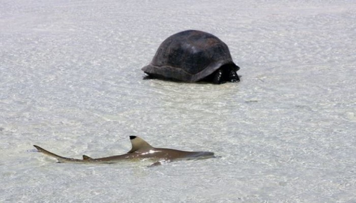 Aldabra - Byl jednou jeden ostrov (foto: Falcon)